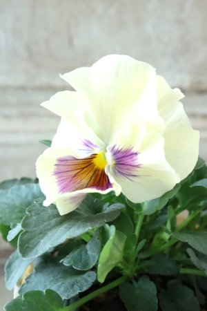 画像3: 反転咲きビオラ evolve "Oh La La"~エボルベ オーララ~ No.14