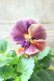 画像3: 反転咲きビオラ evolve "Oh La La"~エボルベ オーララ~ No.26 (3)