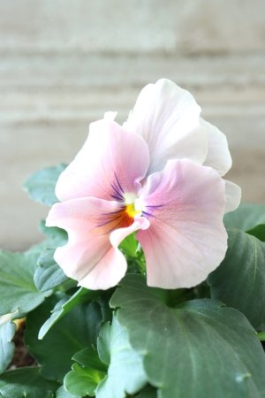 画像1: 反転咲きビオラ evolve "Oh La La"~エボルベ オーララ~ No.24