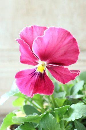 画像3: 反転咲きビオラ evolve "Oh La La"~エボルベ オーララ~ No.35