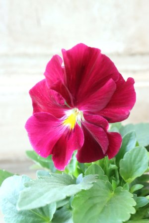 画像3: 反転咲きビオラ evolve "Oh La La"~エボルベ オーララ~ No.16