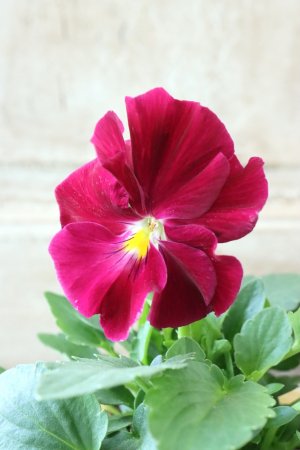 画像1: 反転咲きビオラ evolve "Oh La La"~エボルベ オーララ~ No.16