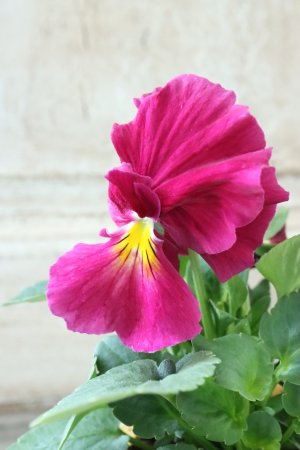 画像1: 反転咲きビオラ evolve "Oh La La"~エボルベ オーララ~ No.12