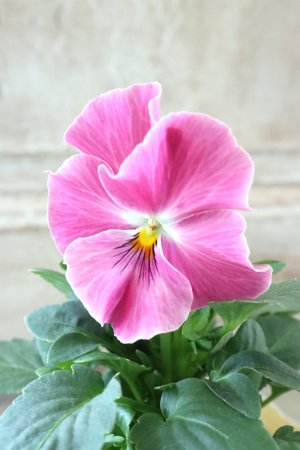 画像2: 反転咲きビオラ evolve "Oh La La"~エボルベ オーララ~ No.15