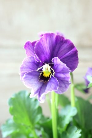 画像5: Nouvelle Vague collection "Lapis Lazuli"〜ヌーヴェルヴァーグ ラピスラズリ〜 No.3