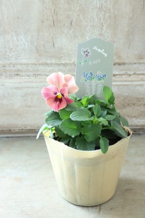 画像4: 反転咲きビオラ evolve "Oh La La"~エボルベ オーララ~ No.28