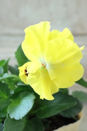 画像3: 反転咲きビオラ evolve "Oh La La"~エボルベ オーララ~ No.11