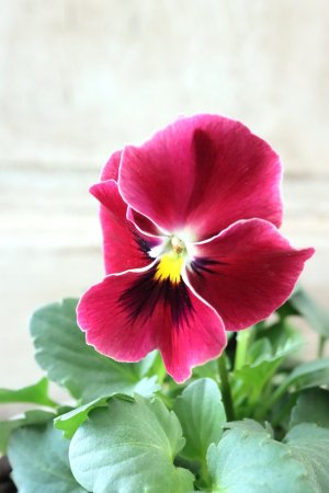 画像2: 反転咲きビオラ evolve "Oh La La"~エボルベ オーララ~ No.10