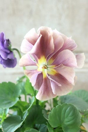 画像1: 反転咲きビオラ evolve "Oh La La"~エボルベ オーララ~ No.17