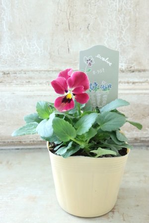 画像4: 反転咲きビオラ evolve "Oh La La"~エボルベ オーララ~ No.13