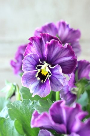 画像2: Nouvelle Vague collection "Lapis Lazuli"〜ヌーヴェルヴァーグ ラピスラズリ〜 No.6