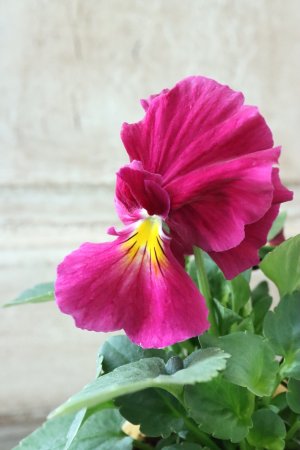 画像2: 反転咲きビオラ evolve "Oh La La"~エボルベ オーララ~ No.12