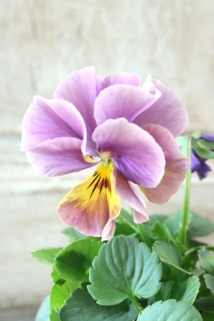 画像2: 反転咲きビオラ evolve "Oh La La"~エボルベ オーララ~ No.19