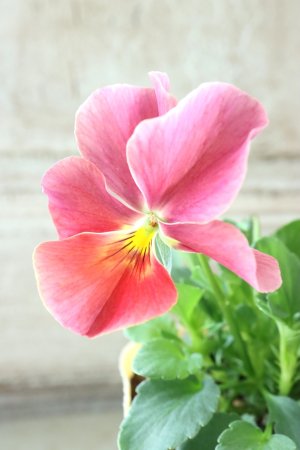 画像3: 反転咲きビオラ evolve "Oh La La"~エボルベ オーララ~ No.31