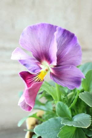 画像2: 反転咲きビオラ evolve "Oh La La"~エボルベ オーララ~ No.23