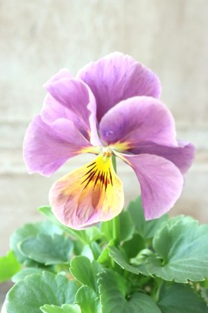 画像3: 反転咲きビオラ evolve "Oh La La"~エボルベ オーララ~ No.32