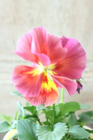 画像3: 反転咲きビオラ evolve "Oh La La"~エボルベ オーララ~ No.29