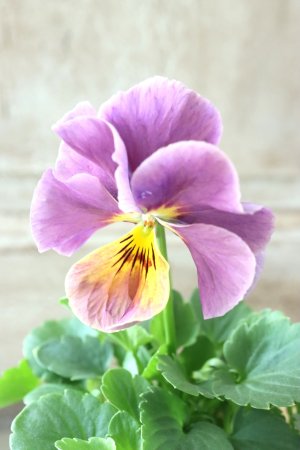 画像2: 反転咲きビオラ evolve "Oh La La"~エボルベ オーララ~ No.32