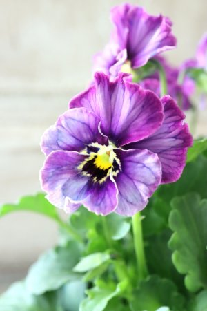 画像3: Nouvelle Vague collection "Lapis Lazuli"〜ヌーヴェルヴァーグ ラピスラズリ〜 No.6