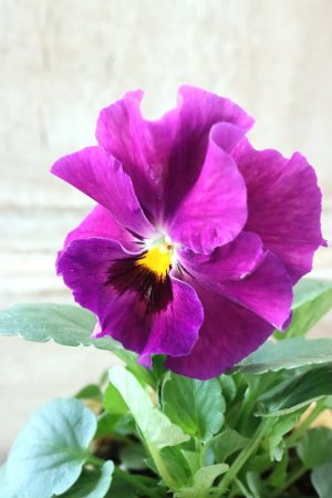 画像2: 反転咲きビオラ evolve "Oh La La"~エボルベ オーララ~ No.6