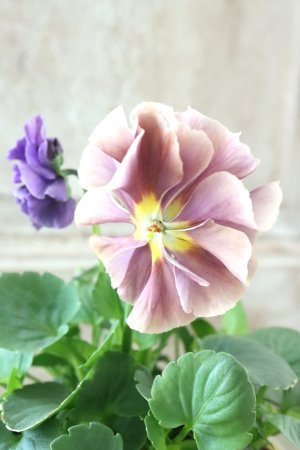 画像2: 反転咲きビオラ evolve "Oh La La"~エボルベ オーララ~ No.17