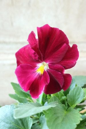 画像2: 反転咲きビオラ evolve "Oh La La"~エボルベ オーララ~ No.16