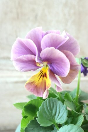 画像3: 反転咲きビオラ evolve "Oh La La"~エボルベ オーララ~ No.19