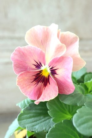 画像1: 反転咲きビオラ evolve "Oh La La"~エボルベ オーララ~ No.28