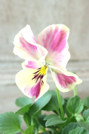 画像2: 反転咲きビオラ evolve "Oh La La"~エボルベ オーララ~ No.18