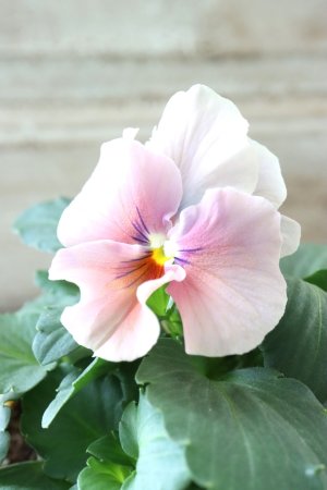 画像3: 反転咲きビオラ evolve "Oh La La"~エボルベ オーララ~ No.24