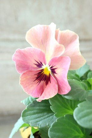 画像3: 反転咲きビオラ evolve "Oh La La"~エボルベ オーララ~ No.28