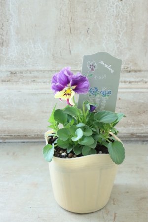 画像5: 反転咲きビオラ evolve "Oh La La"~エボルベ オーララ~ No.7