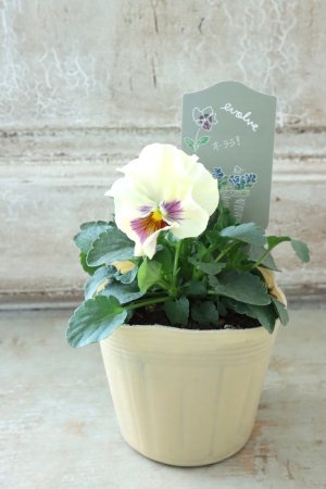 画像4: 反転咲きビオラ evolve "Oh La La"~エボルベ オーララ~ No.14