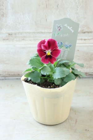 画像4: 反転咲きビオラ evolve "Oh La La"~エボルベ オーララ~ No.10