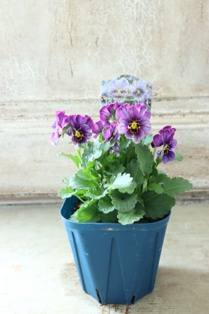 画像6: Nouvelle Vague collection "Lapis Lazuli"〜ヌーヴェルヴァーグ ラピスラズリ〜 No.6