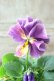 画像3: 反転咲きビオラ evolve "Oh La La"~エボルベ オーララ~ No.30 (3)