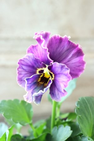 画像1: Nouvelle Vague collection "Lapis Lazuli"〜ヌーヴェルヴァーグ ラピスラズリ〜 No.5