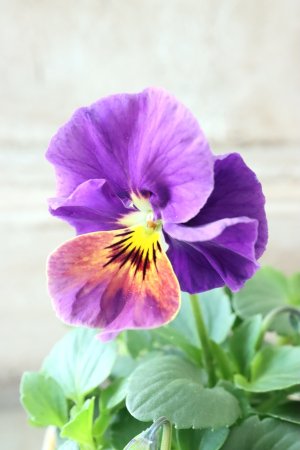 画像3: 反転咲きビオラ evolve "Oh La La"~エボルベ オーララ~ No.21