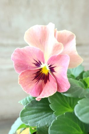 画像2: 反転咲きビオラ evolve "Oh La La"~エボルベ オーララ~ No.28