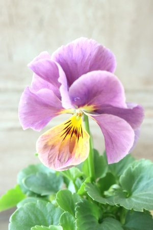 画像4: 反転咲きビオラ evolve "Oh La La"~エボルベ オーララ~ No.32