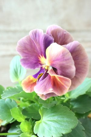 画像1: 反転咲きビオラ evolve "Oh La La"~エボルベ オーララ~ No.26