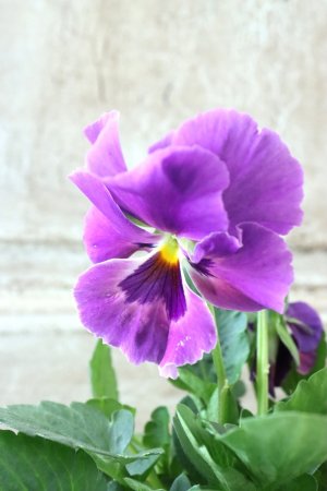 画像3: 反転咲きビオラ evolve "Oh La La"~エボルベ オーララ~ No.5