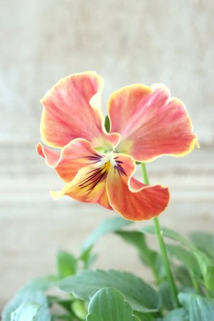 画像2: 反転咲きビオラ evolve "Oh La La"~エボルベ オーララ~ No.20