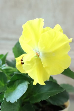 画像1: 反転咲きビオラ evolve "Oh La La"~エボルベ オーララ~ No.11