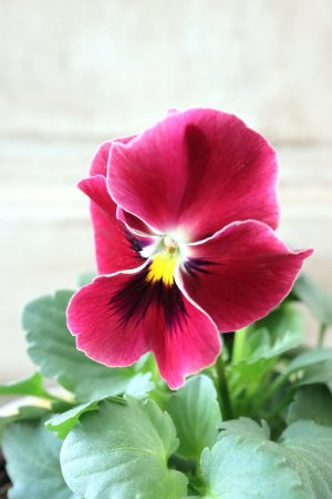 画像1: 反転咲きビオラ evolve "Oh La La"~エボルベ オーララ~ No.10