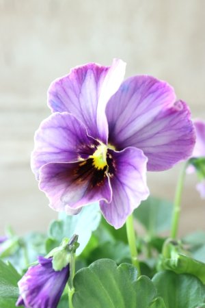 画像2: Nouvelle Vague collection "Lapis Lazuli"〜ヌーヴェルヴァーグ ラピスラズリ〜 No.7