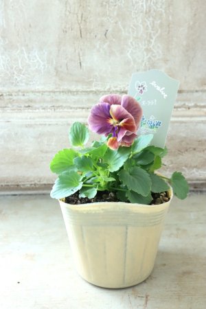 画像4: 反転咲きビオラ evolve "Oh La La"~エボルベ オーララ~ No.26