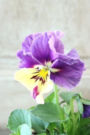 画像2: 反転咲きビオラ evolve "Oh La La"~エボルベ オーララ~ No.7