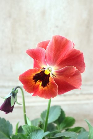 画像1: 反転咲きビオラ evolve "Oh La La"~エボルベ オーララ~ No.8