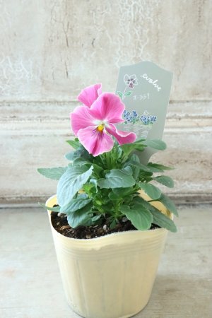 画像4: 反転咲きビオラ evolve "Oh La La"~エボルベ オーララ~ No.15